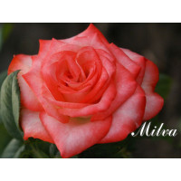 Роза Милва (Milva)